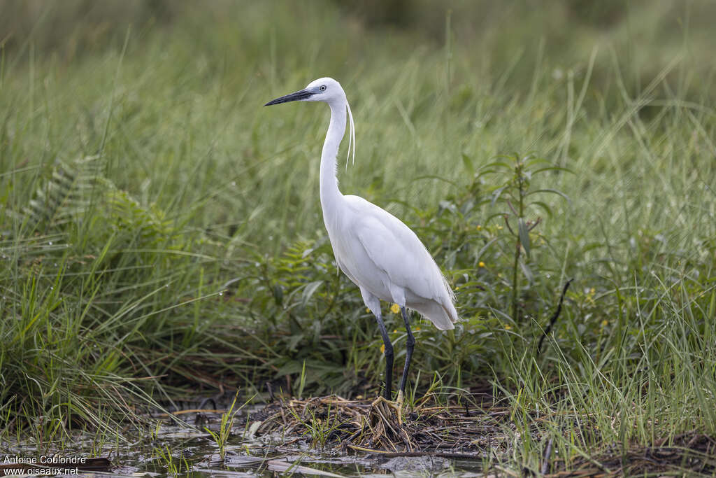 Little Egretadult post breeding, habitat
