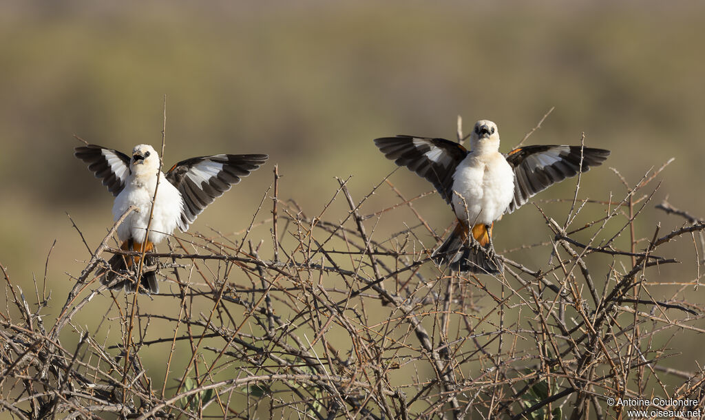 White-headed Buffalo Weaveradult breeding, aspect, courting display, colonial reprod.