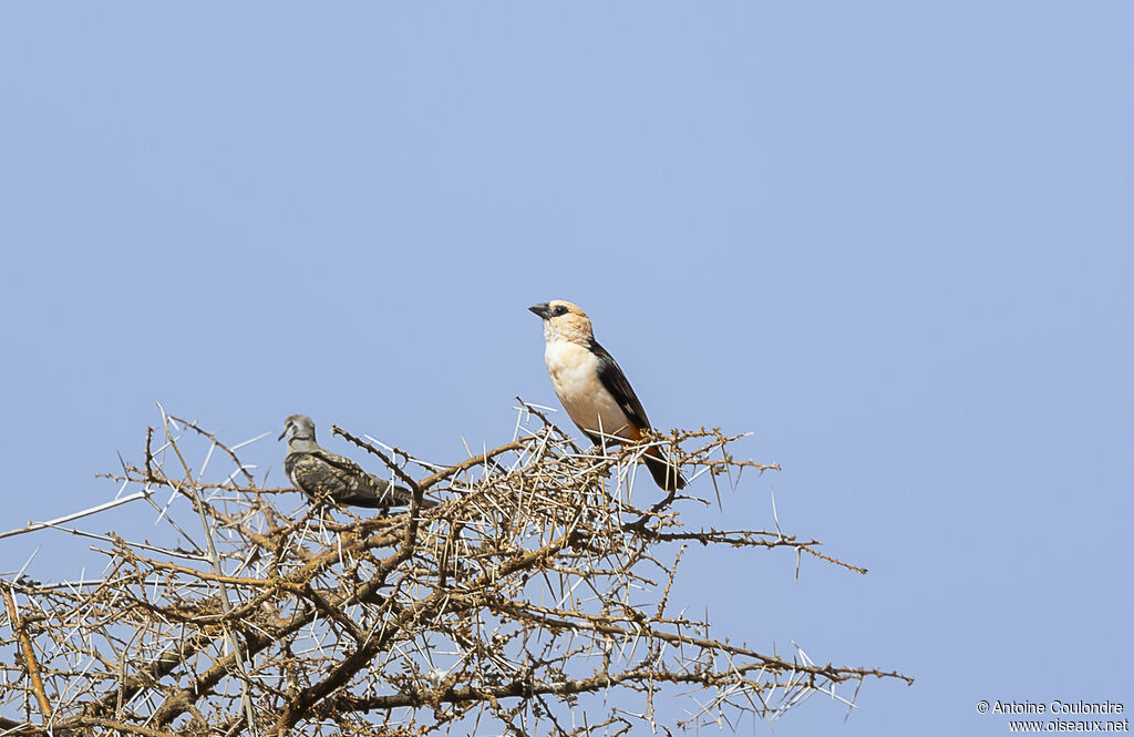 White-headed Buffalo Weaveradult breeding