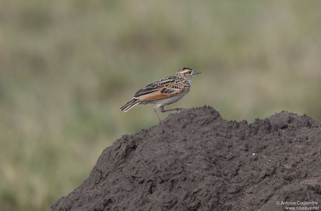 Rufous-naped Larkadult breeding