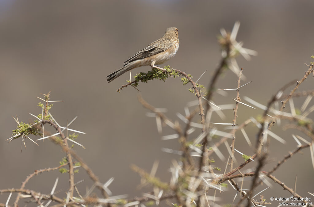 Pink-breasted Lark