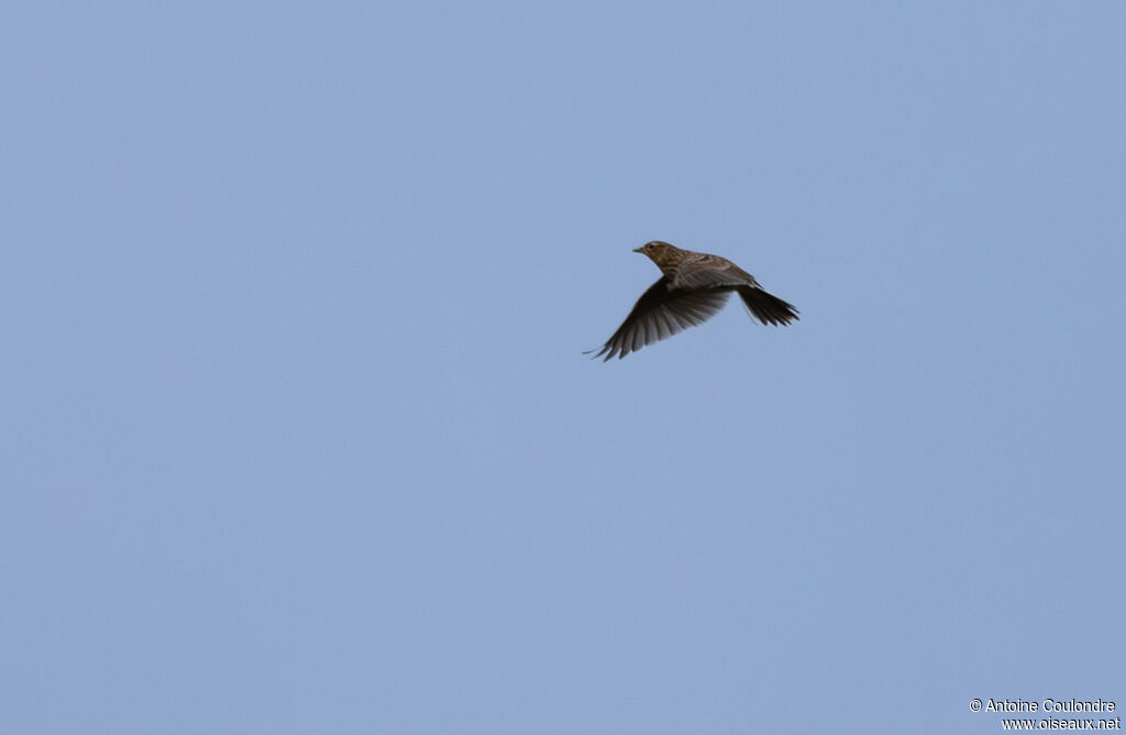 Eurasian Skylarkadult post breeding