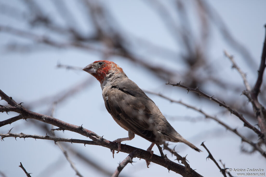 Red-headed Finch male adult post breeding