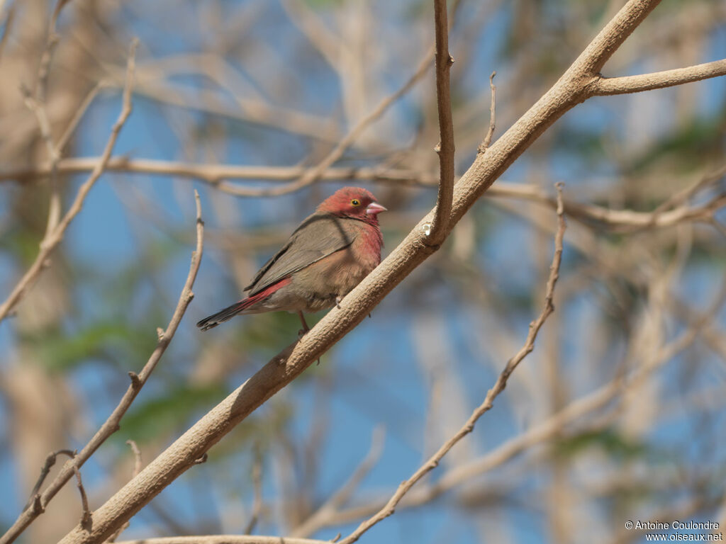 Red-billed Firefinch male adult