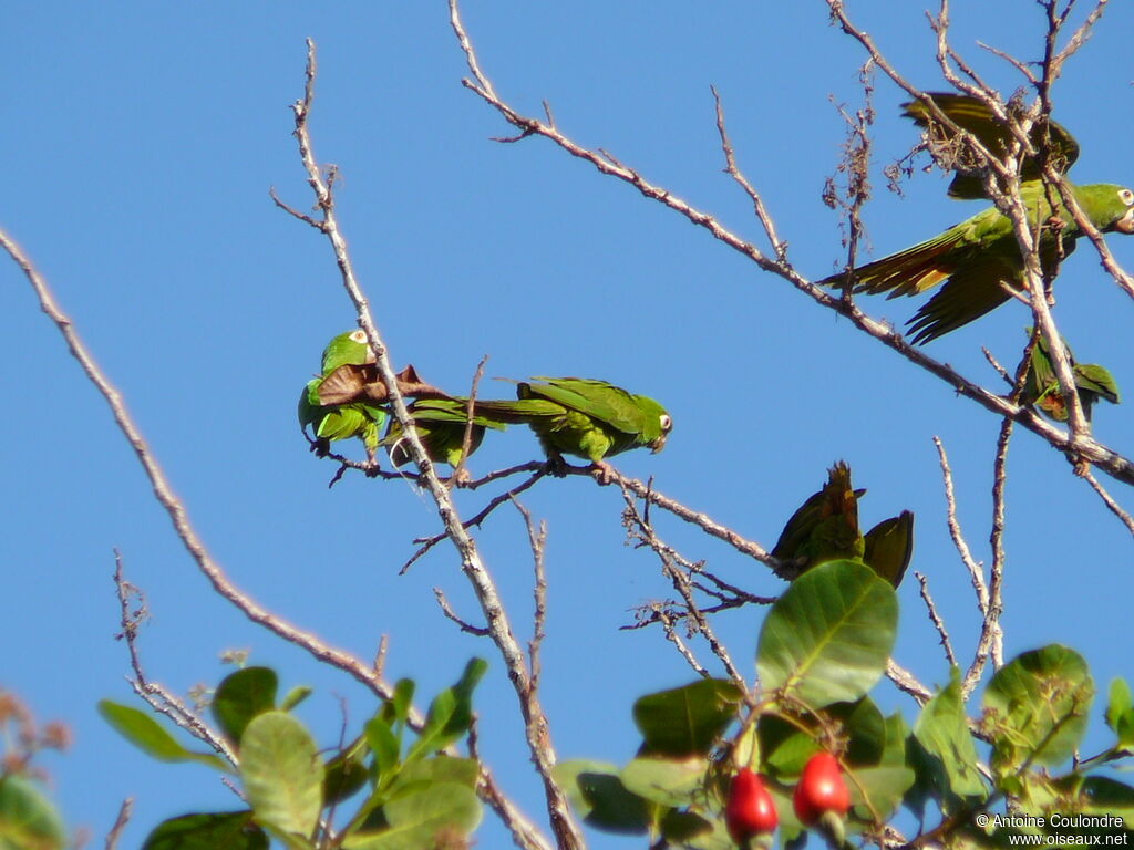 Mealy Amazonadult