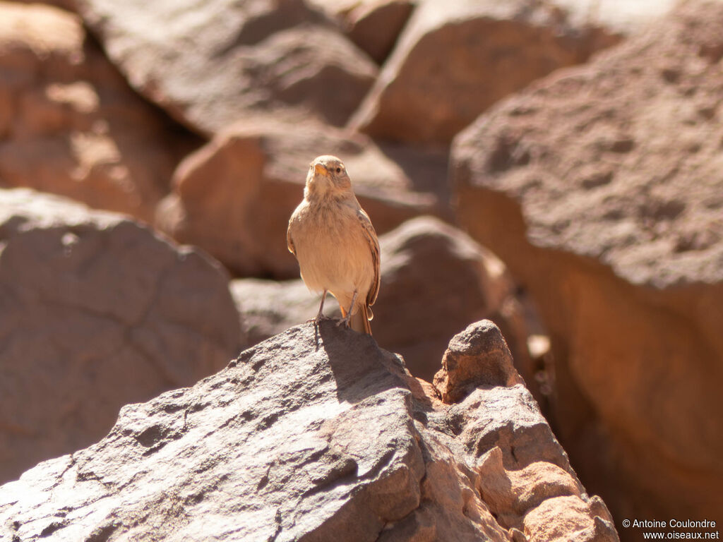 Desert Larkadult