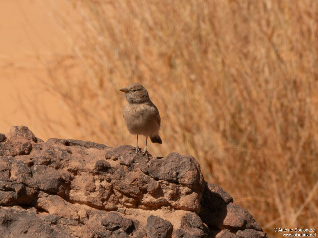 Desert Larkadult