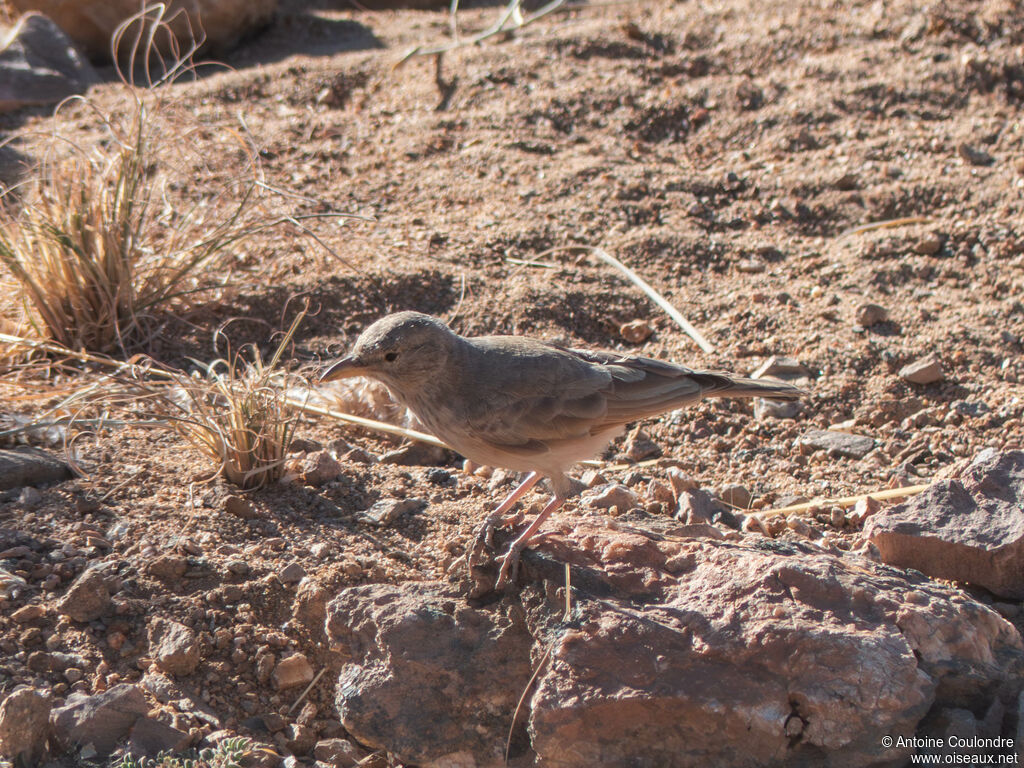 Desert Larkadult