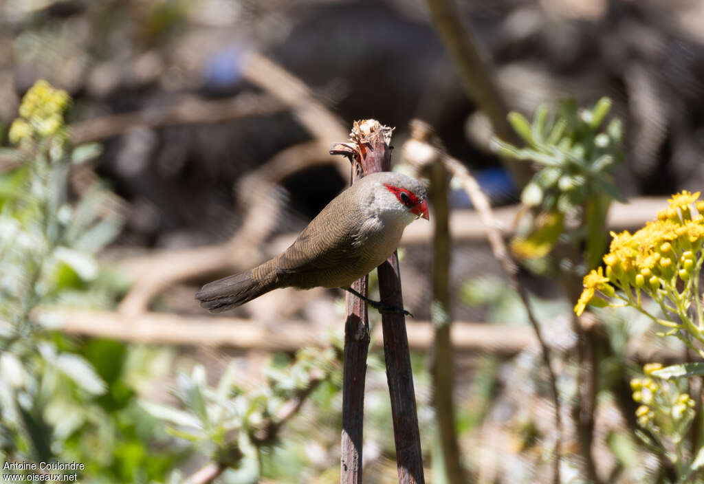 Common Waxbilladult, habitat, eats
