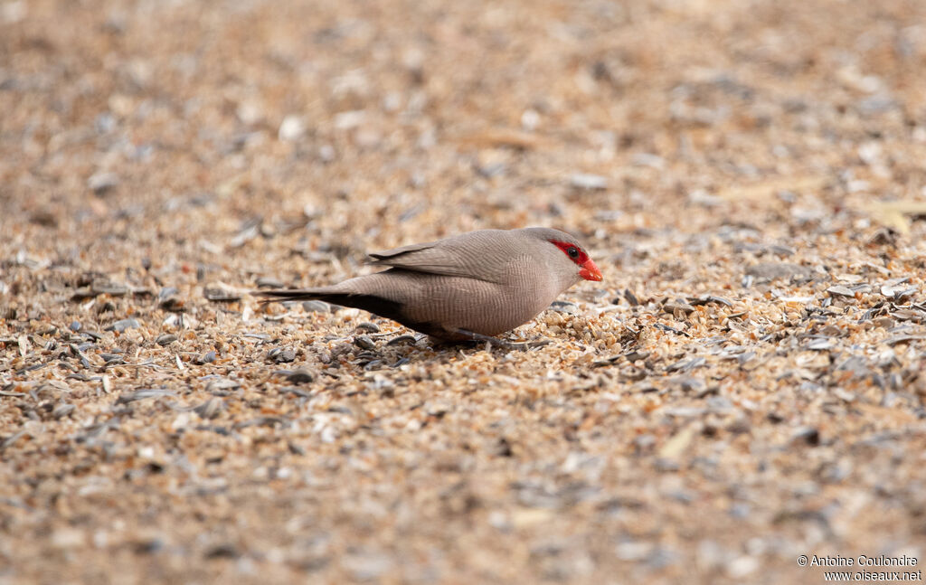 Common Waxbilladult post breeding