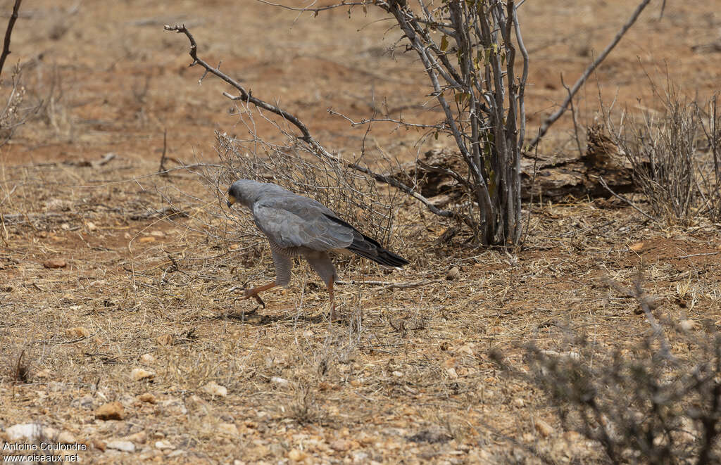 Eastern Chanting Goshawkadult, habitat, walking, fishing/hunting