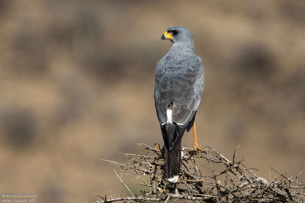 Eastern Chanting Goshawkadult, identification