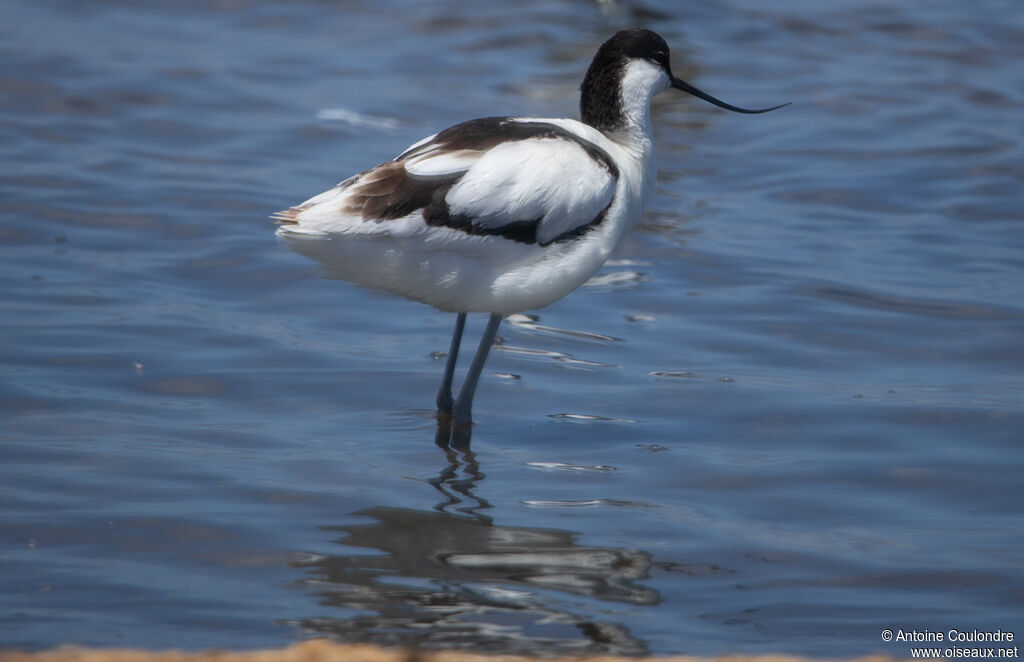Avocette éléganteadulte