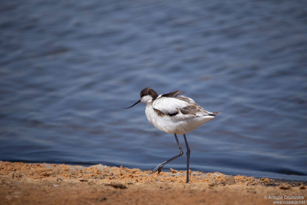 Avocette éléganteadulte, marche