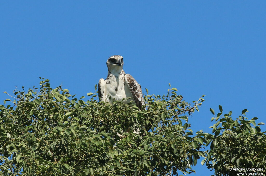 Balbuzard pêcheuradulte