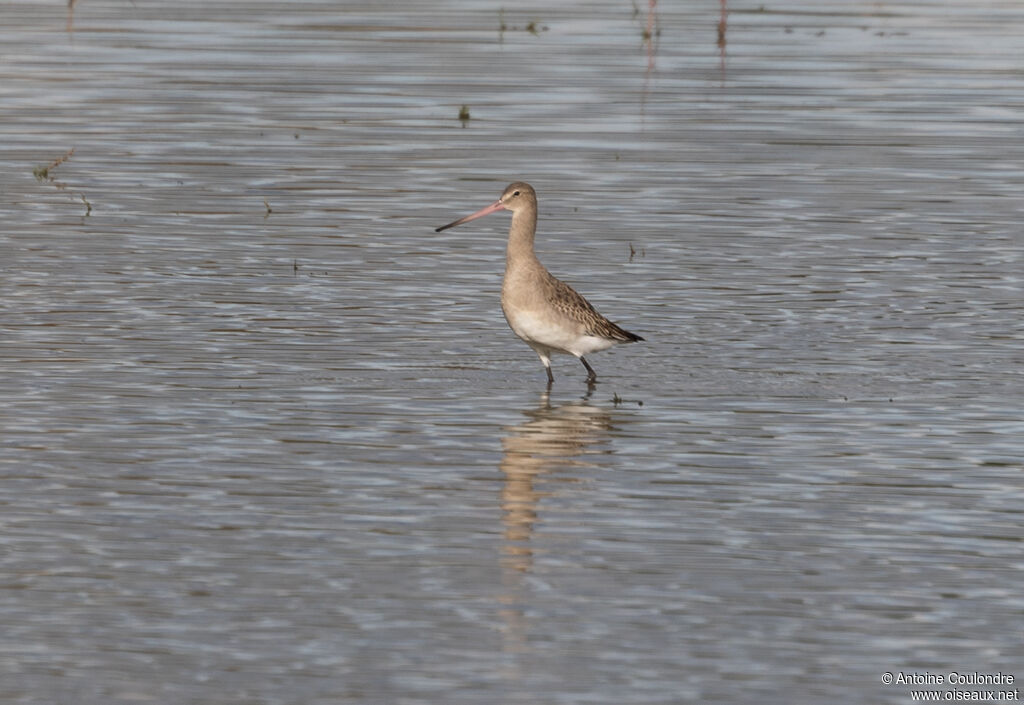 Black-tailed Godwitadult post breeding