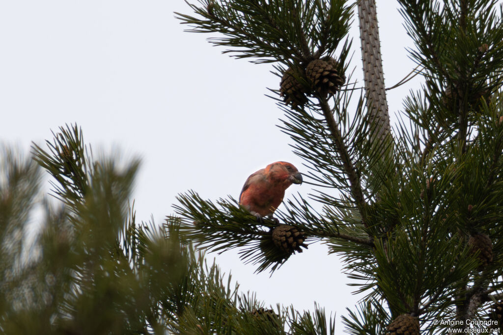 Bec-croisé perroquet mâle adulte, mange