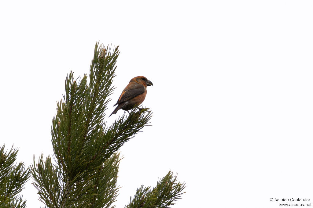 Bec-croisé perroquet