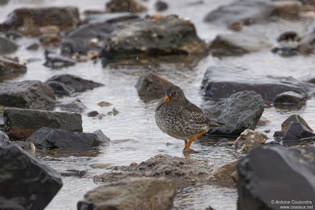 Purple Sandpiperadult post breeding