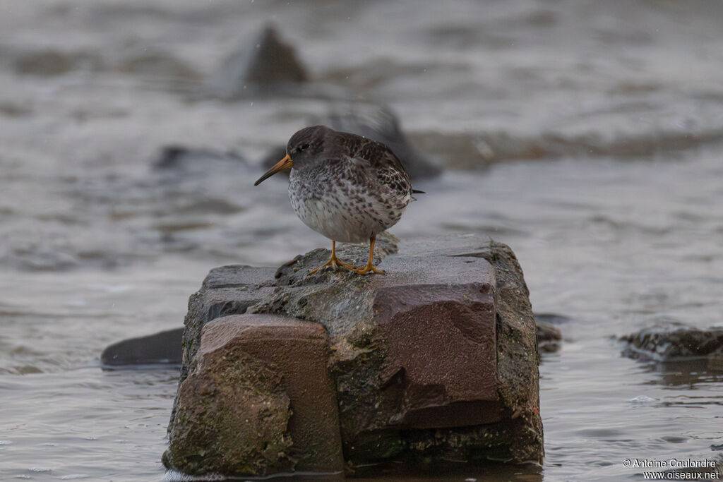 Purple Sandpiperadult post breeding