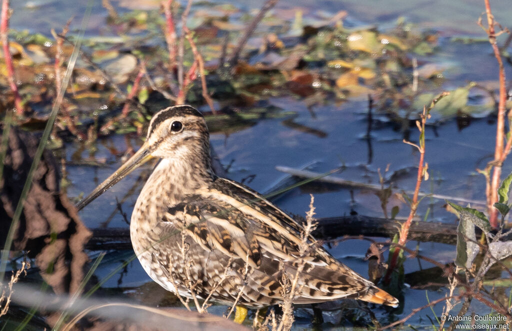 Common Snipeadult