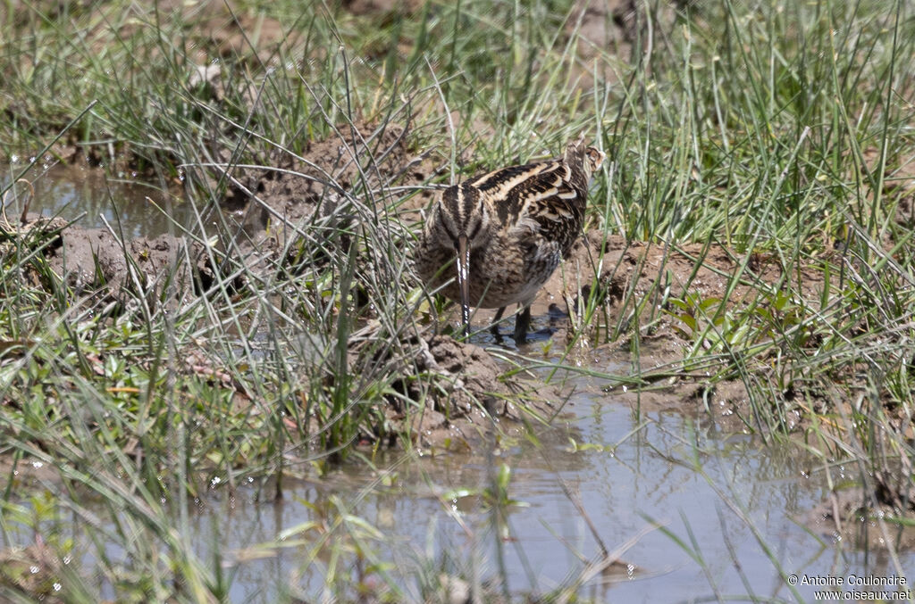 Common Snipeadult