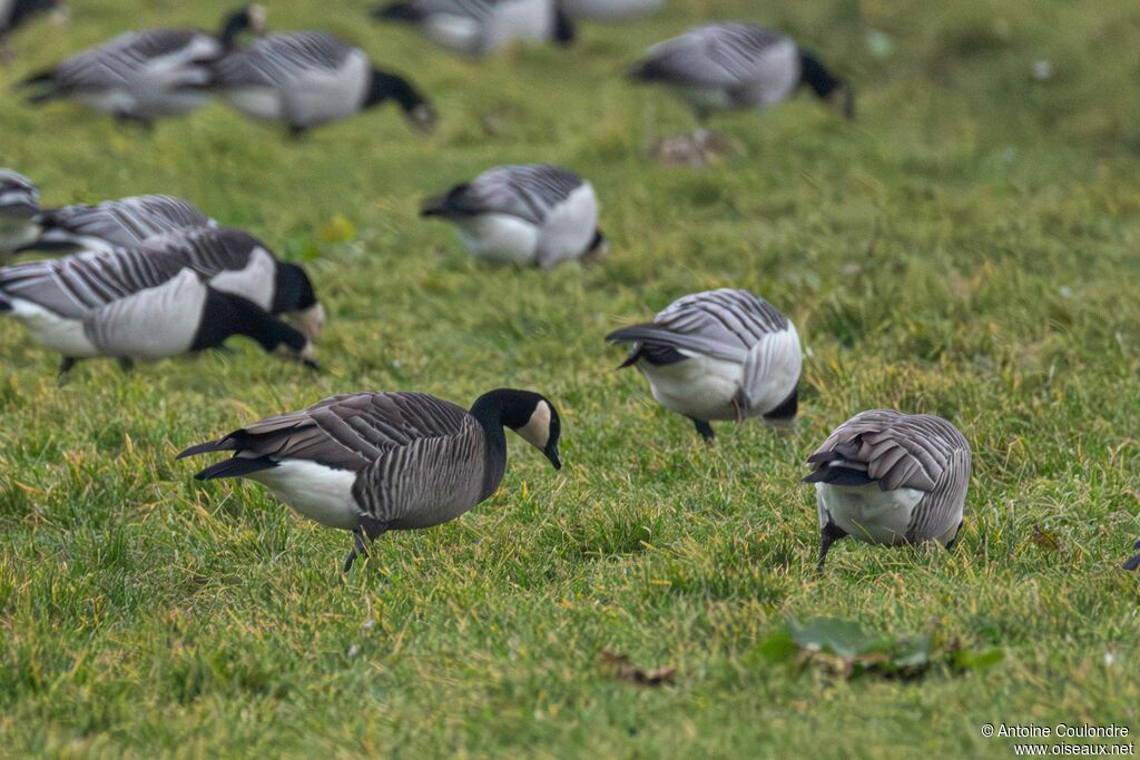 Bernache de Hutchinsadulte internuptial