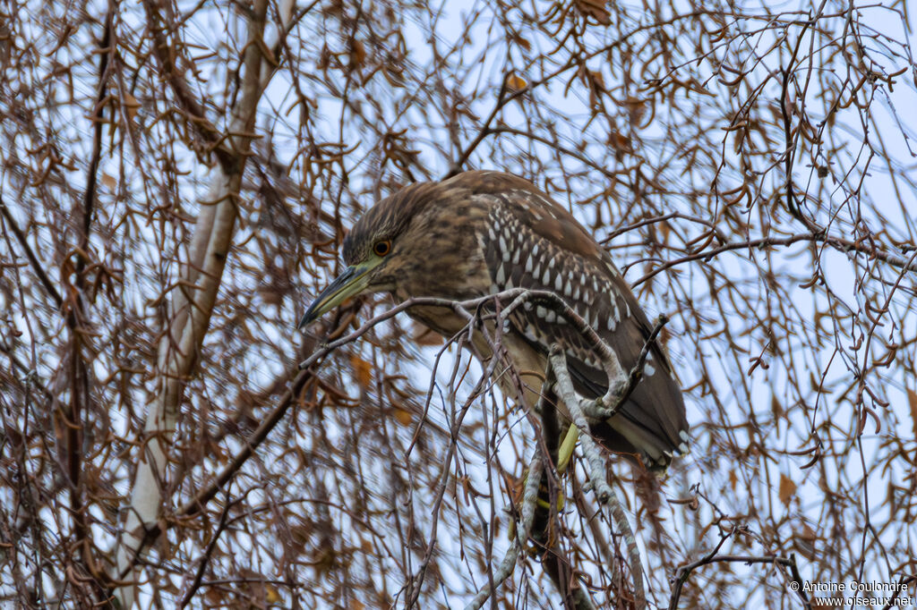 Bihoreau grisjuvénile