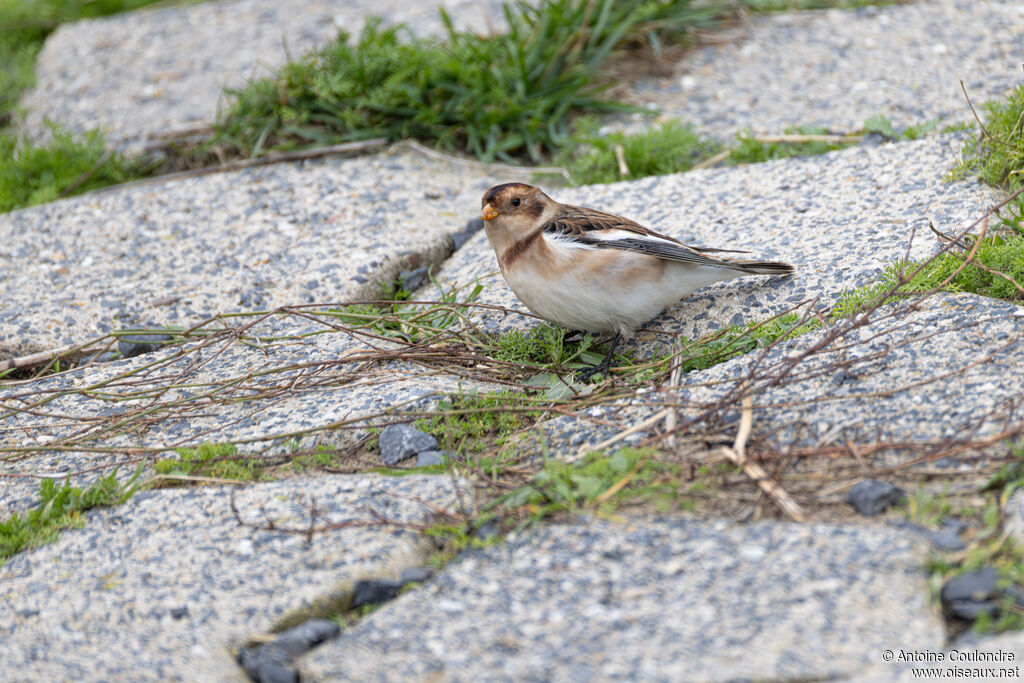 Snow Bunting