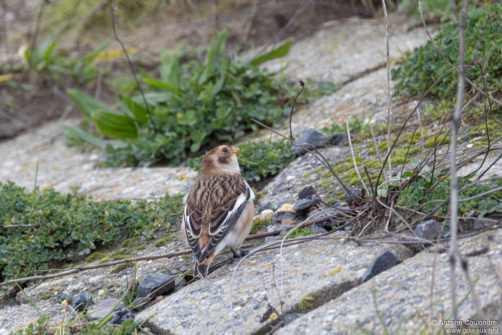 Snow Bunting