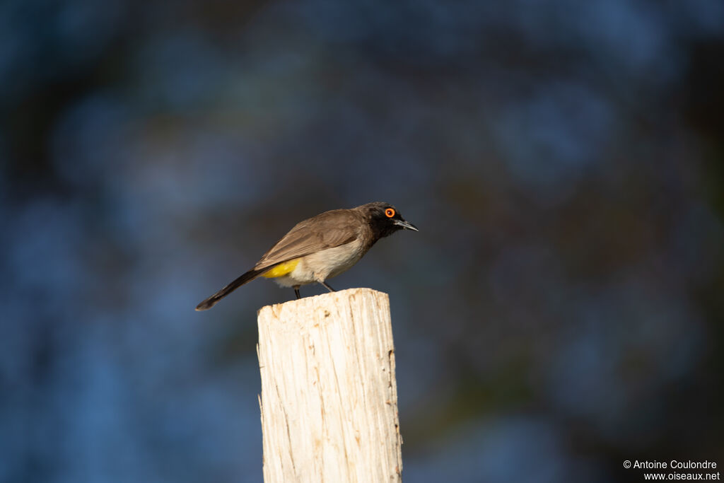 Bulbul brunoiradulte