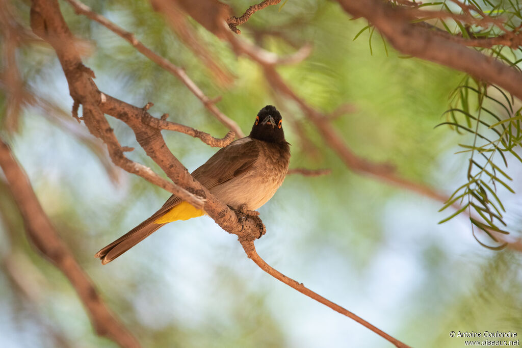 Bulbul brunoiradulte