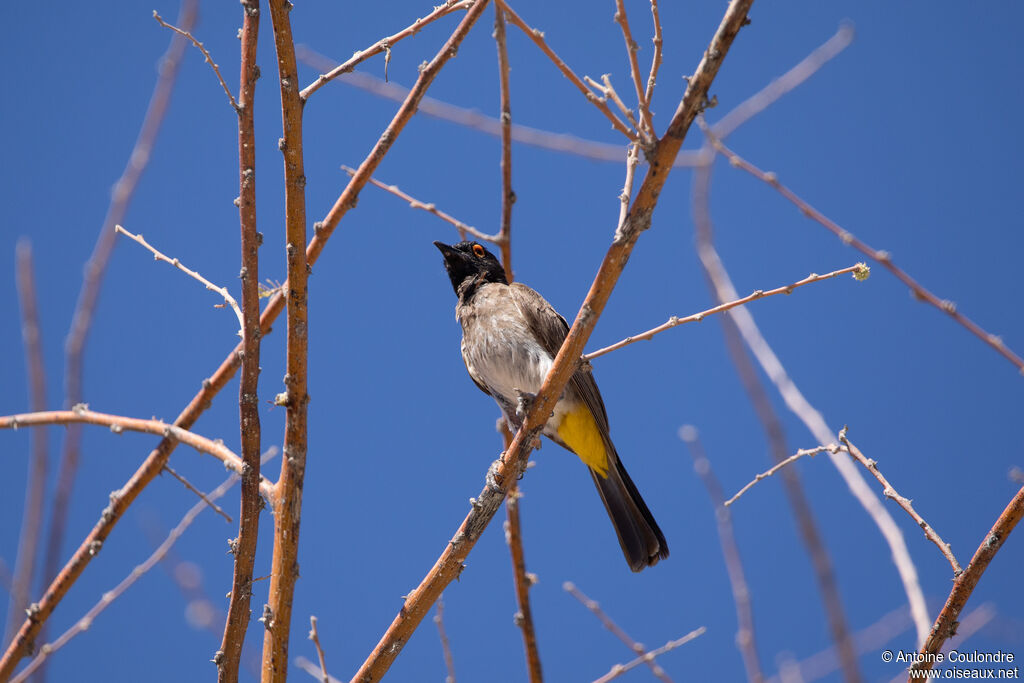 Bulbul brunoiradulte