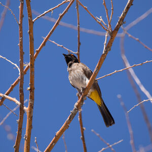 Bulbul brunoir