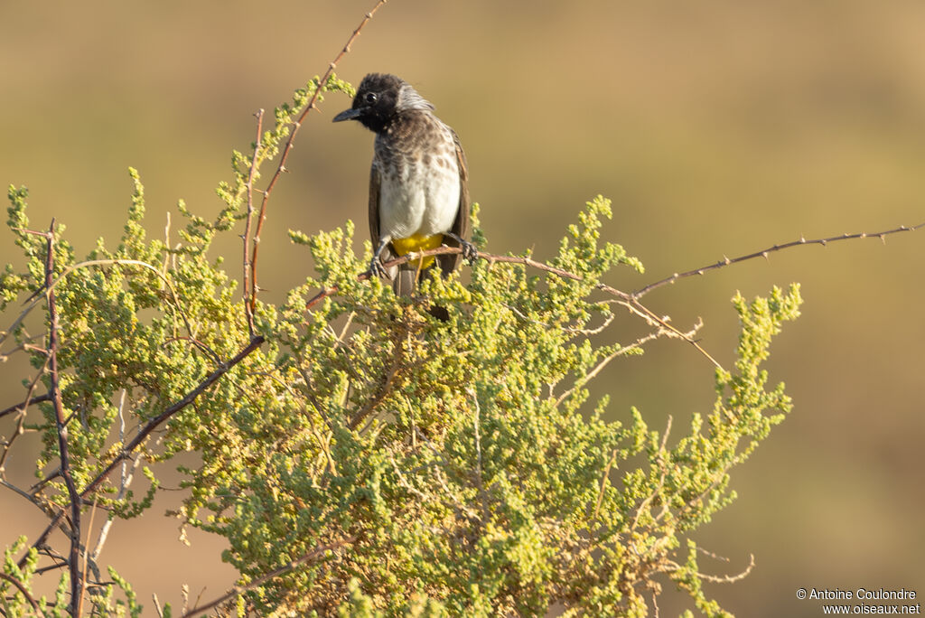 Bulbul de Dodsonadulte