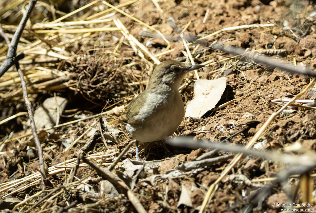 Terrestrial Brownbuladult