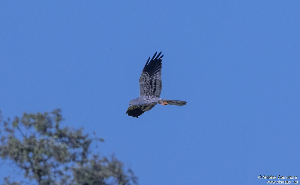 Montagu's Harrier male adult, Flight