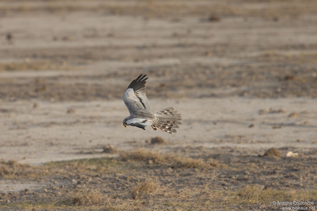 Busard cendré mâle adulte, pêche/chasse