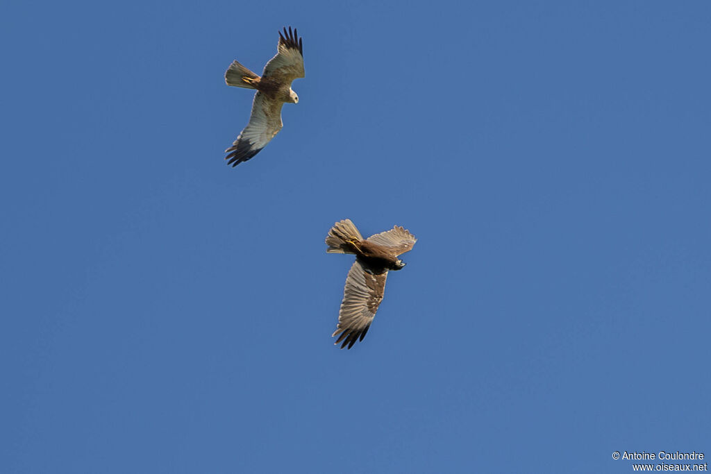 Western Marsh Harrieradult, courting display