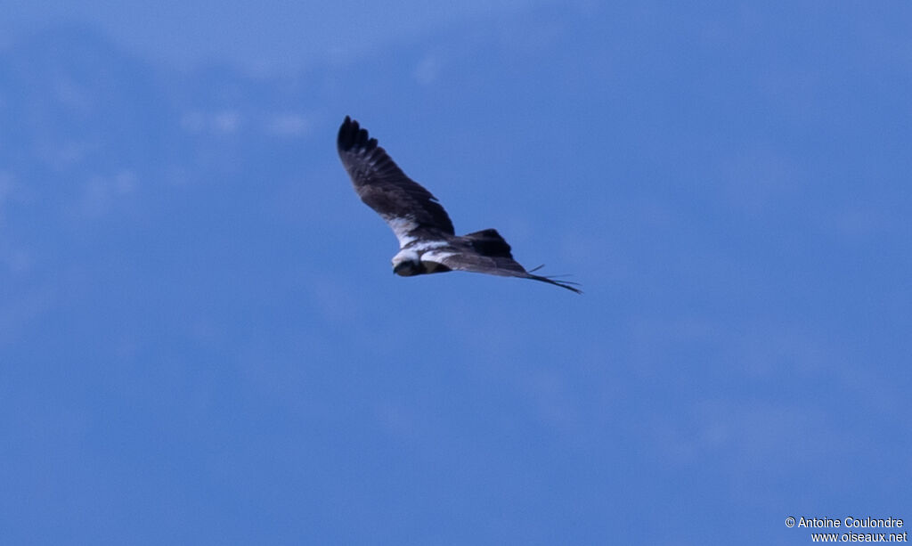 Western Marsh Harrier female adult, Flight