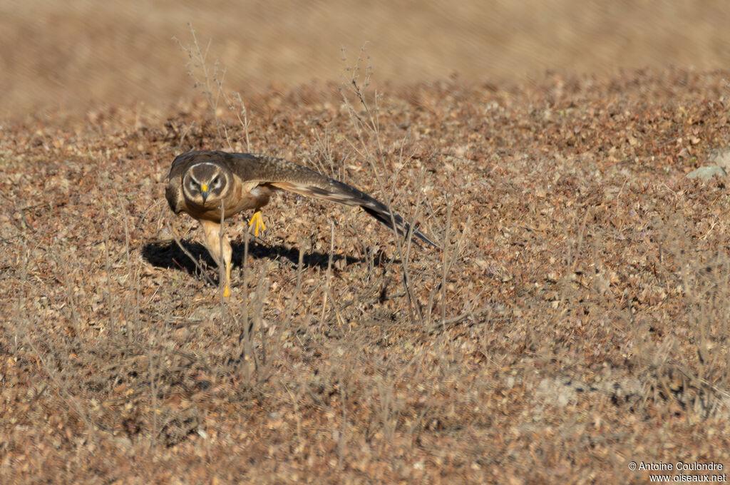 Pallid Harrierimmature