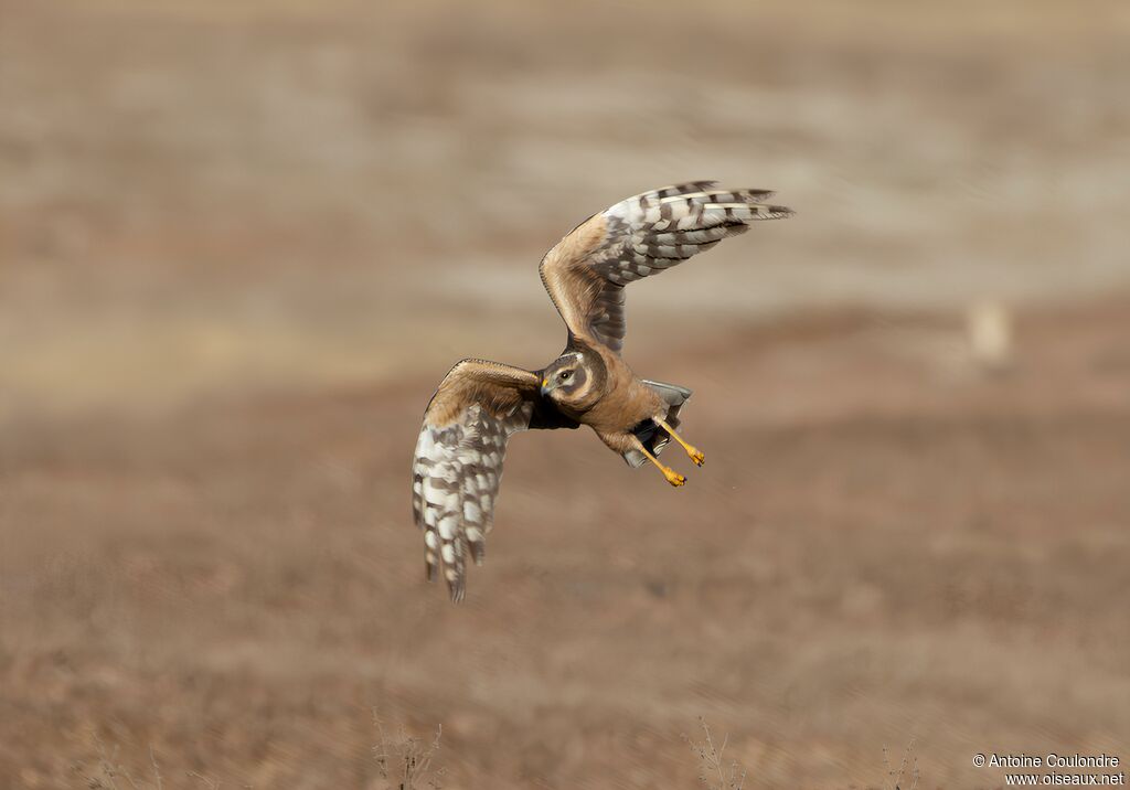 Pallid Harrierimmature