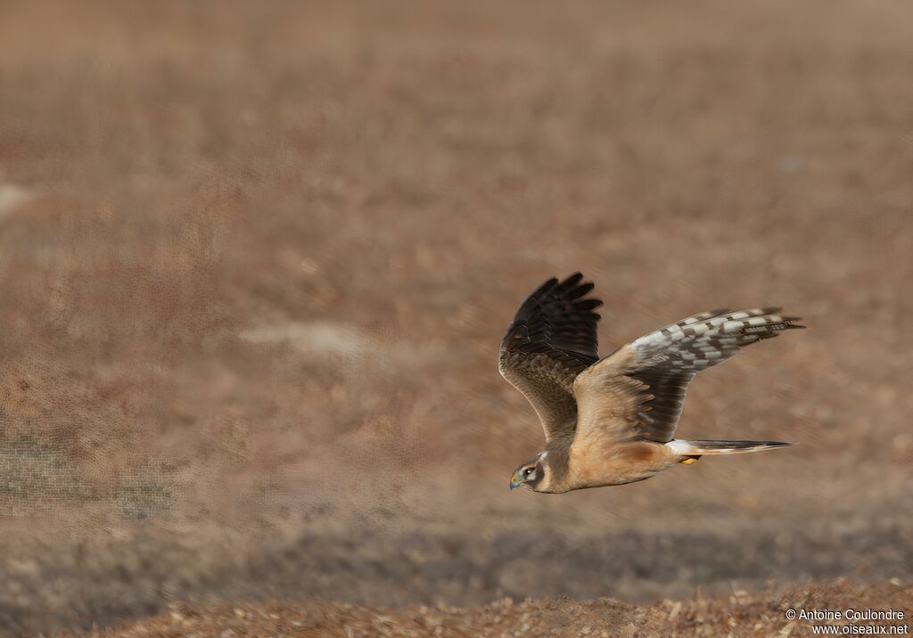 Pallid Harrierimmature