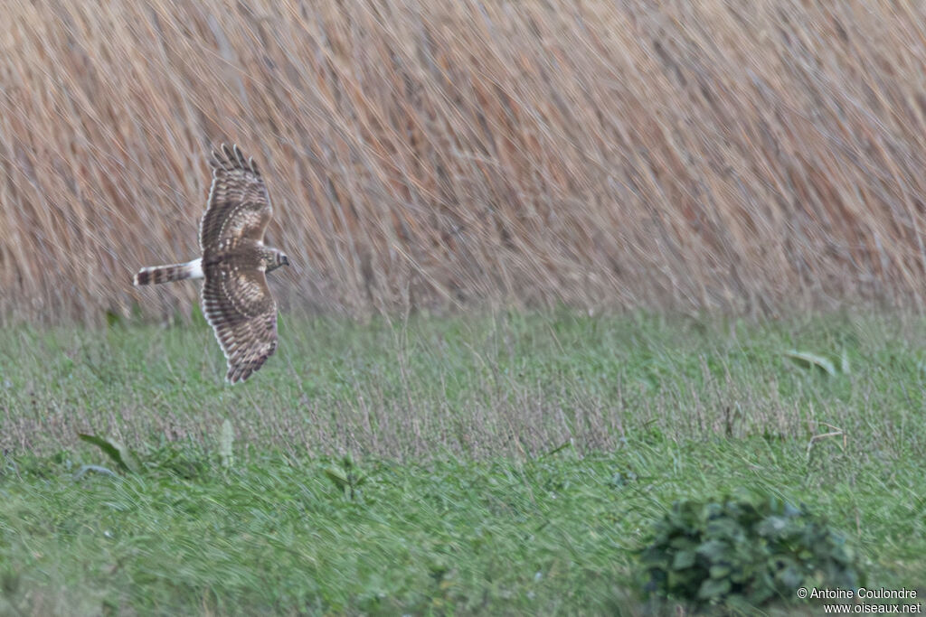 Busard Saint-Martin femelle adulte, Vol, pêche/chasse