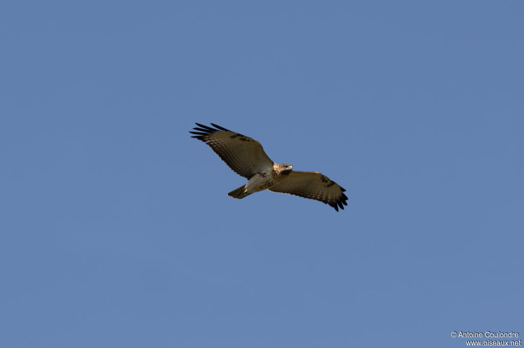 Red-necked Buzzardadult, Flight