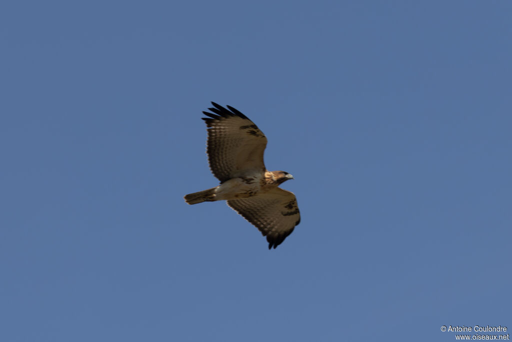 Red-necked Buzzardadult, Flight