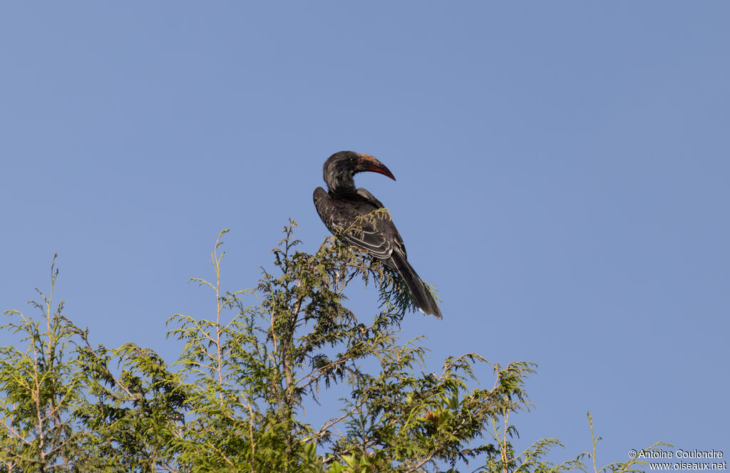 Hemprich's Hornbill male adult