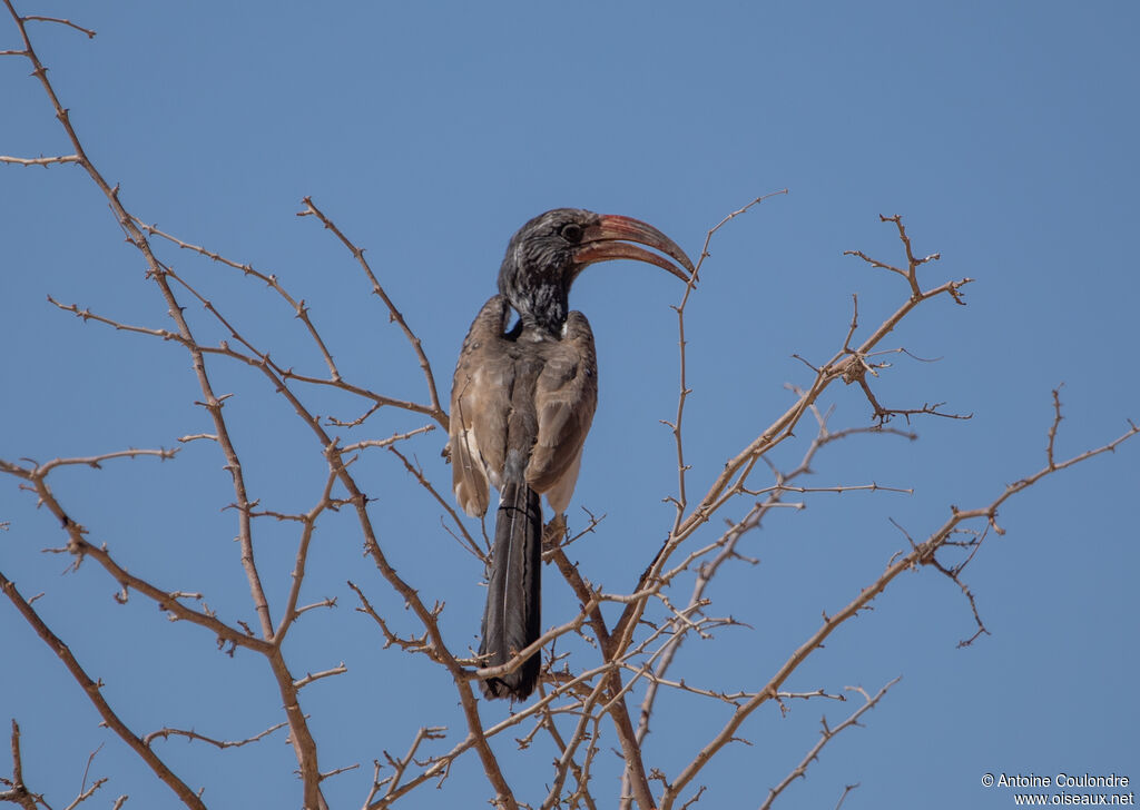 Monteiro's Hornbilladult