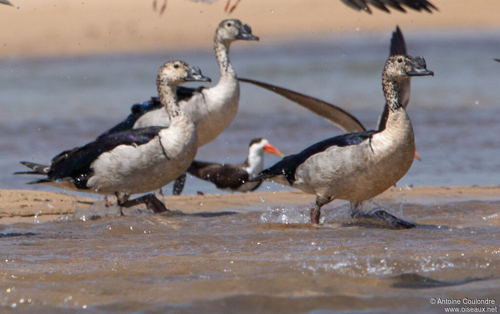 Knob-billed Duck