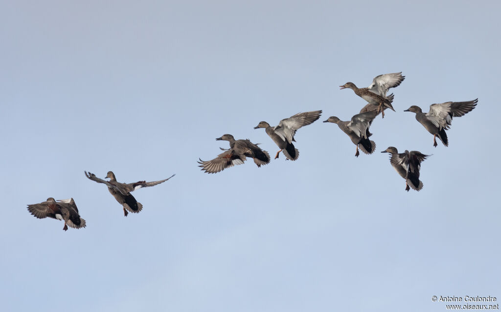 Canard chipeau mâle, Vol